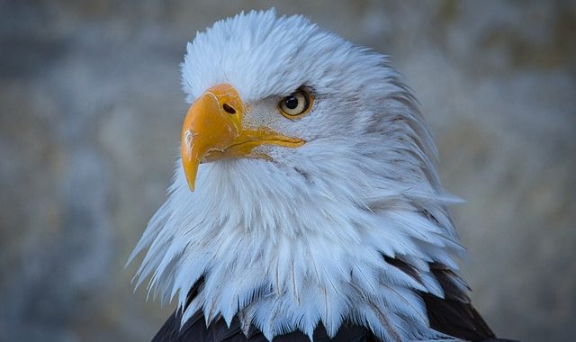 Eagle World: Wo Majestätische Greifvögel die Lüfte beherrschen