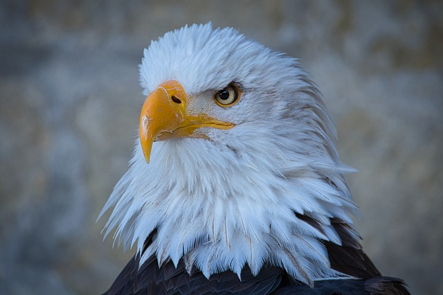 Eagle World: Wo Majestätische Greifvögel die Lüfte beherrschen